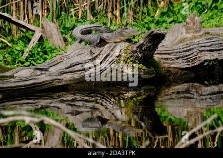 Un alligatore americano giovanile riscalda il sole invernale su un tronco nella Bear Island Wildlife Management Area a Green Pond, Carolina del Sud. Foto Stock