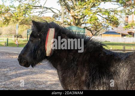 Pony della New Forest nell'Hampshire, Regno Unito, con un collare riflettente per facilitare ai conducenti di vederli di notte Foto Stock