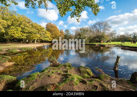 Vista del fiume vicino Brockenhurst nel New Forest National Park con nuovi pony forestali durante l'autunno, Hampshire, Regno Unito Foto Stock