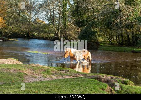 Pony della New Forest che attraversa un fiume nel New Forest National Park, Hampshire, Regno Unito Foto Stock