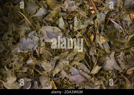 accatastato su foglie di neem asciugate tenute per preparare il pesticida organico per il giardino domestico. primo piano colpo per lo sfondo dello spazio di copia. modello di texture piacevole. Foto Stock