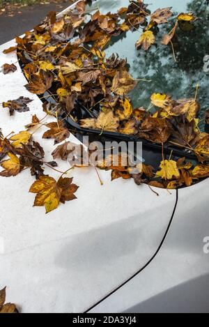 Le foglie dell'albero d'autunno cadono sul parabrezza di un'auto Foto Stock