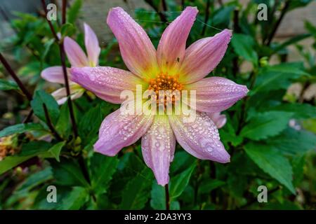 Primo piano di Dahila rosa in un giardino Foto Stock