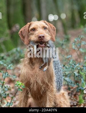Vizsla ungherese a capelli Foto Stock