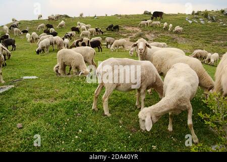 Mandria di pecore che pascolano su un prato verde nelle montagne vicino a McLeod Ganj e Triund Hill. Ai piedi delle montagne di Himalaya, Himachala Pradesh India. Foto Stock