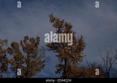 Alberi autunnali in un cielo stormy Foto Stock