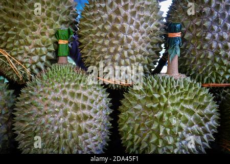 Colpo chiuso del re di Musang durian, conosciuto anche con il suo nome originale Raja Kunyit, ha una carne gialla profonda, punte larghe e smussate, un divario tra Th Foto Stock