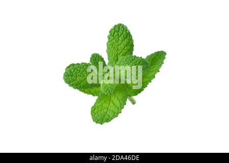 Mint o Mentha sparare con foglie isolate su bianco Foto Stock