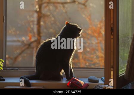 Gatto grigio adulto in finestra aperta al mattino soleggiato Foto Stock