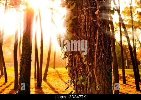 Immagine emotiva dei raggi solari attraverso la foresta Foto Stock