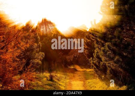 Immagine emotiva dei raggi solari attraverso la foresta Foto Stock