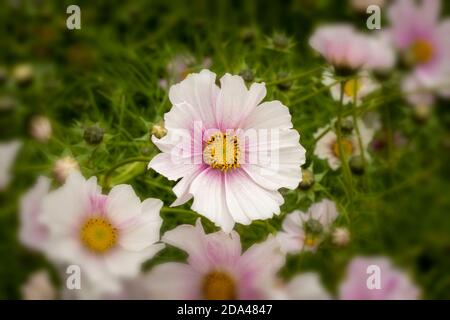 Fiori di Cosmo prolifico con il loro fogliame sullo sfondo Foto Stock