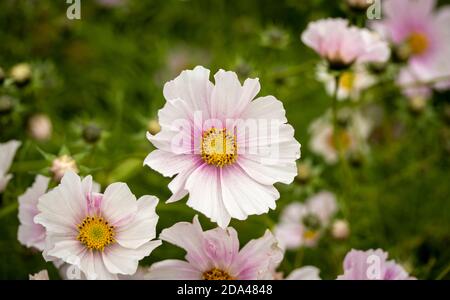 Fiori di Cosmo prolifico con il loro fogliame sullo sfondo Foto Stock