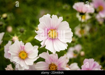 Fiori di Cosmo prolifico con il loro fogliame sullo sfondo Foto Stock