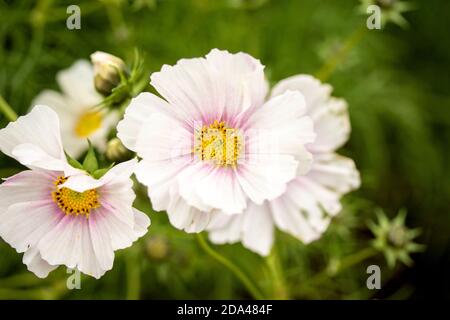 Fiori di Cosmo prolifico con il loro fogliame sullo sfondo Foto Stock