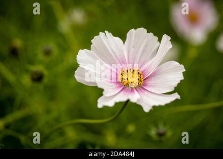 Fiori di Cosmo prolifico con il loro fogliame sullo sfondo Foto Stock