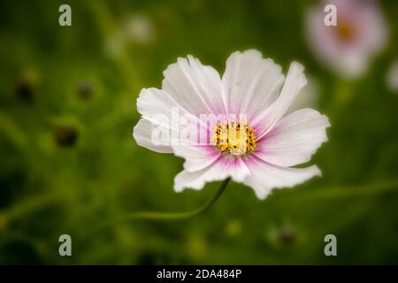 Fiori di Cosmo prolifico con il loro fogliame sullo sfondo Foto Stock