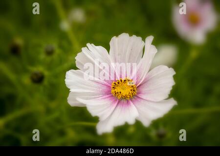 Fiori di Cosmo prolifico con il loro fogliame sullo sfondo Foto Stock