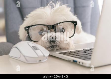 Piccolo cane bianco intelligente funziona con un computer. I suoi occhiali gli danno la stessa dignità del presidente dell'azienda. Foto Stock