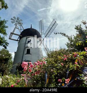 Gifhorn, Germania, 3 agosto 2020: Mulino bianco scozzese, il mulino di nozze di fronte al centro della città di Gifhorn, Germania, dietro piccole rose contro t Foto Stock