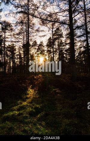 Sole scoppiando attraverso gli alberi in Beacon legno Penrith Cumbria nel pomeriggio d'autunno Foto Stock