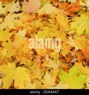 Foglia Fall.Autumn sfondo con caduto giallo colorato, acero oro foglie sul terreno. Luminoso fogliame autunnale. Sfondo autunno naturale Foto Stock