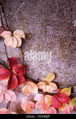 Foglie di autunno su sfondo di legno Foto Stock