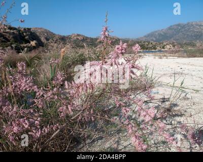 Tamarisco che cresce sulla riva del lago di Bafa Foto Stock