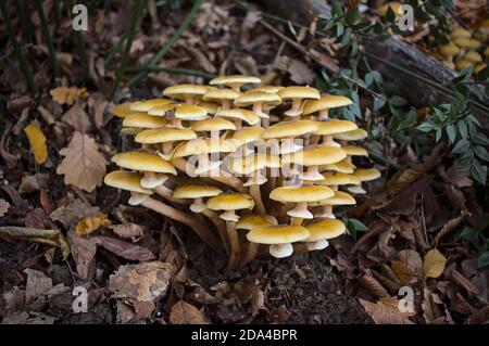 Armillaria mellea, comunemente noto come miele fungo Foto Stock