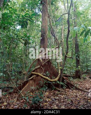 Australia. Queensland. Estremo nord. Foresta pluviale. Gigantesco albero di fico con la vite della giungla di liana. Foto Stock