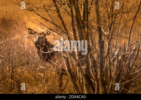 Cervi curiosi nel bosco di cespugliati, Rocky Montain National Park, Colorado Foto Stock