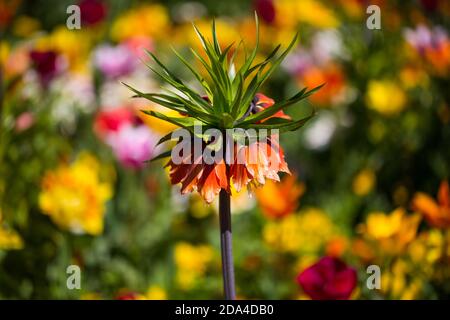 Corona imperiale, Fritillaria imperialis in mezzo ai tulipani Foto Stock