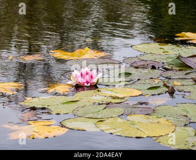 Giglio d'acqua rosa nello stagno, East Lothian, Scozia, Regno Unito Foto Stock