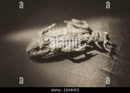Rana morta mummificata in seppia Foto Stock