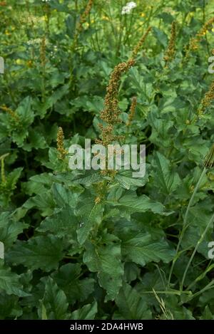 Blitum bonus-henricus pianta commestibile in fiore Foto Stock