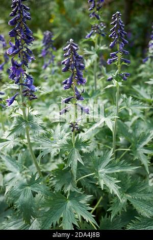 Delphinium Elatum fiori viola blu Foto Stock