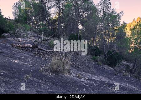 Pino caduto su una montagna da una grande pietra. Oscuro, foresta soleggiata Foto Stock