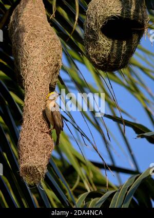 Maschio Baya Weaver Bird sta custodendo il suo Nido Foto Stock