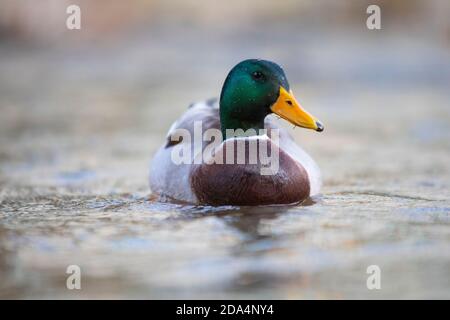 Mallard maschile (anas platyrhynchos) nuoto nel lago di Banyoles (Estany de Banyoles). Banyoles, Pla de l'Estany, Girona, Catalogna, Spagna, Europa. Foto Stock