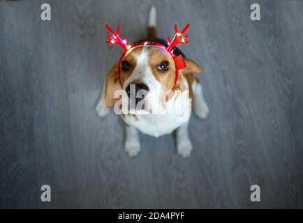 giovane beagle in corna rosse di natale delle renne Foto Stock