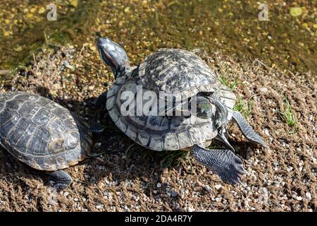 Un gregge di tartarughe Scripta Trachemys. Piccola tartaruga che poggia sul dorso di una grande tartaruga selvatica sulla riva Foto Stock