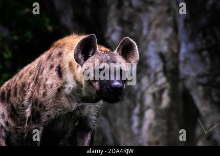 Hunter Hyena Ritratto fauna selvatica vivere in savanna Africa Big Dangerous Animale Kruger Foto Stock