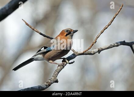 Eurasian Jay (Garrulus glandarius brandtii) adulto arroccato sulla filiale Hokkaido, Giappone Marzo Foto Stock