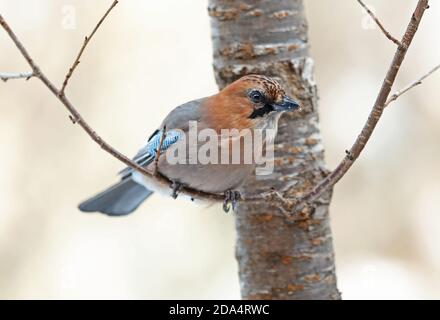 Eurasian Jay (Garrulus glandarius brandtii) adulto arroccato sulla filiale Hokkaido, Giappone Marzo Foto Stock