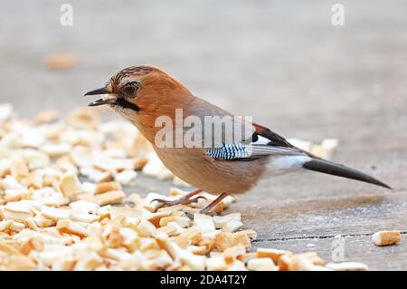 Eurasian Jay (Garrulus glandarius brandtii) adulto sulla terra che si nuce al pane Hokkaido, Giappone Marzo Foto Stock