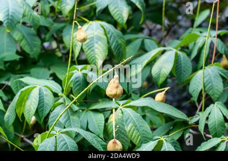 primo piano dei semi di aesculus parviflora in un giardino Foto Stock