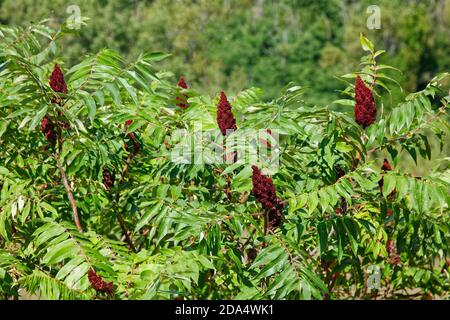 Staghorn sumac, rhus typina, piante selvatiche fiorite, piccolo albero, vegetazione, steli di fiori rosso scuro, foglie verdi strette, ricche di tannino, autoctone di eas Foto Stock