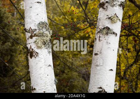 Due alberi di betulla argentata ricoperti di muschio, foglie dorate, di colore autunnale sullo sfondo fuori fuoco e bacche rosse Foto Stock