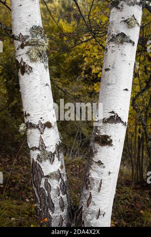 Due alberi di betulla argentata ricoperti di muschio, foglie dorate, di colore autunnale sullo sfondo fuori fuoco e bacche rosse Foto Stock