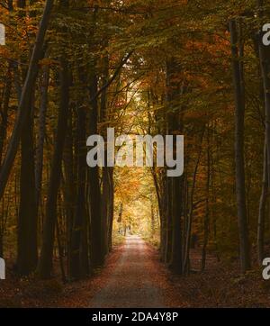 Sentiero escursionistico in una giornata autunnale in una foresta in Germania Foto Stock